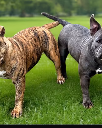 American Bully