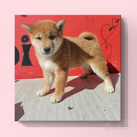 Shiba Inu
