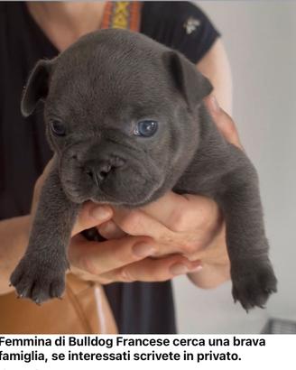 Bulldog Francese