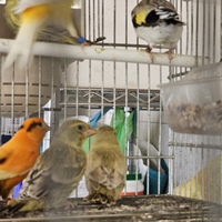 Canarini portoghesi arlecchino verdoni mutati card