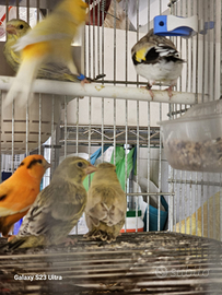 Canarini portoghesi arlecchino verdoni mutati card