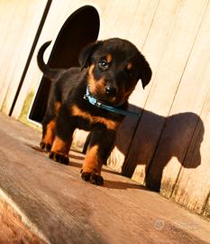 Cucciolo BEAUCERON maschio nero focato