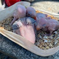 Pulli parrocchetto dal collare