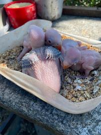 Pulli parrocchetto dal collare