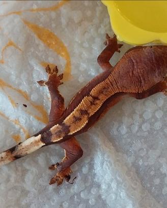 Gechi ciliatus