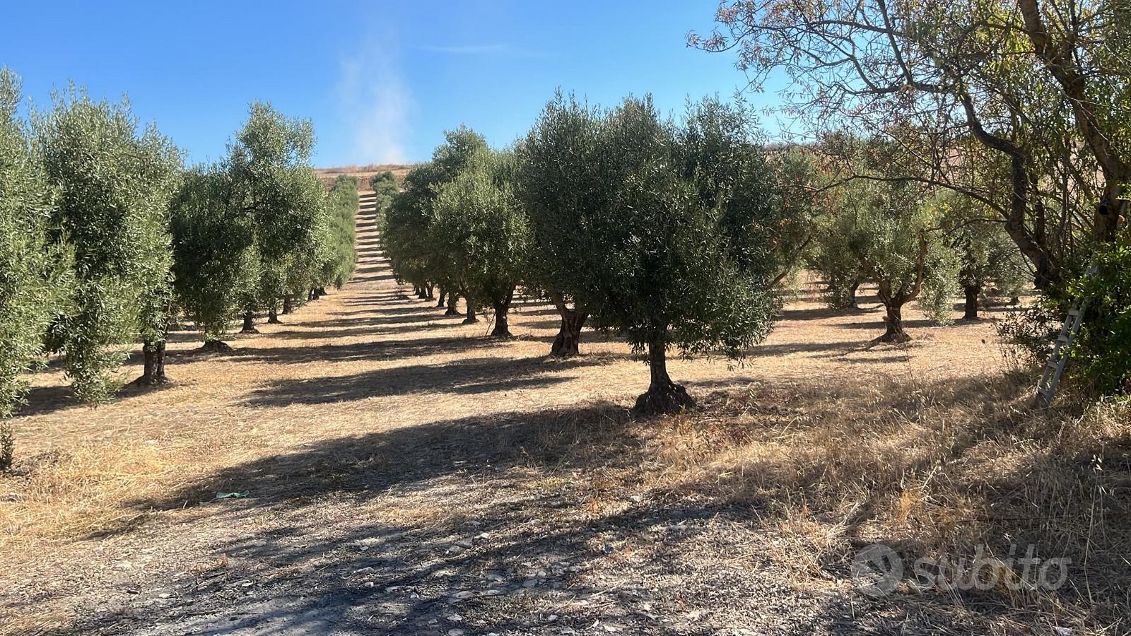 Terreno agricolo adibito ad ulivetto - Altro