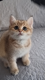 Scottish Straight con Pedigree