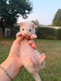 Cuccioli furetto