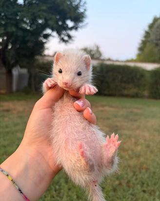 Cuccioli furetto