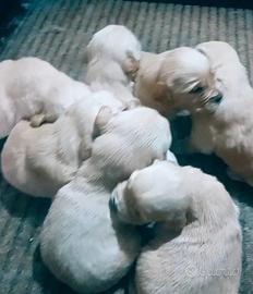 Golden retriever linea americana