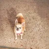 Chihuahua maschio per monta