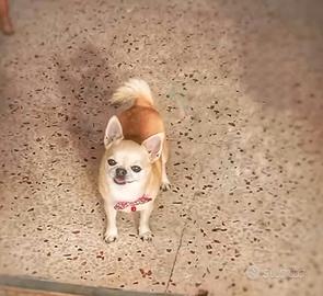 Chihuahua maschio per monta