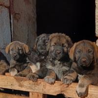 Cuccioli pastore del caucaso