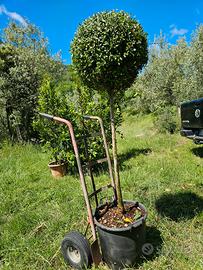 Ligustro a sfera 