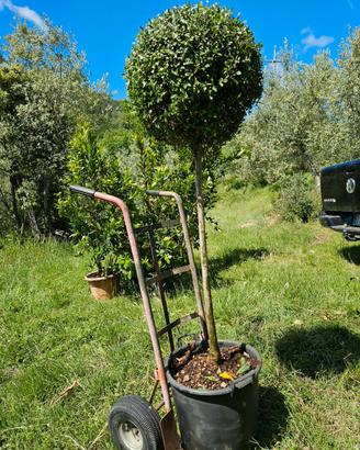 Ligustro a sfera 