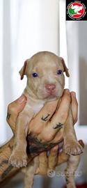 Cuccioli american pit bull terrier
