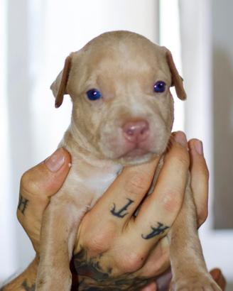 Cuccioli american pit bull terrier