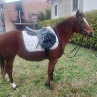 Cavallo pony
