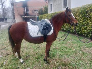 Cavallo pony