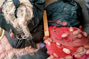 Rete a circuizione (sciabica)