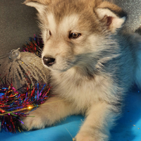 Alaskan Malamute cuccioli