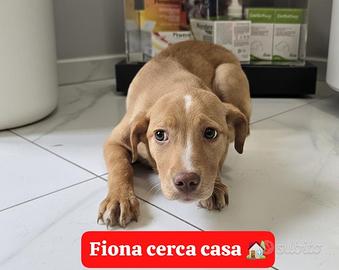 Una dolcezza infinita da adottare