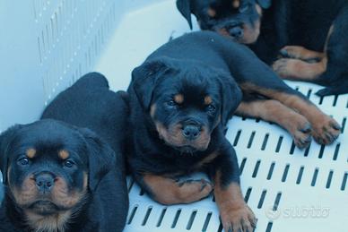 Cuccioli dí Rottweiler