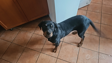 Cucciola di rottweiler di Cinque mesi