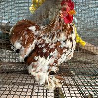 Gallo cocincina nana millefiori