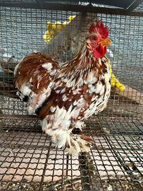 Gallo cocincina nana millefiori