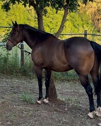 QUARTER HORSE X APPALOOSA - 148 cm 5 anni
