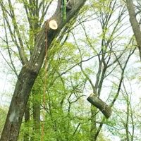 Abbattimento e manutenzione alberi