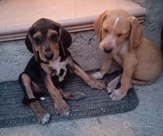 Cuccioli di segugio