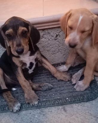Cuccioli di segugio