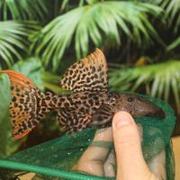 L 273 Pseudacanthicus titanic - discus loricaridi