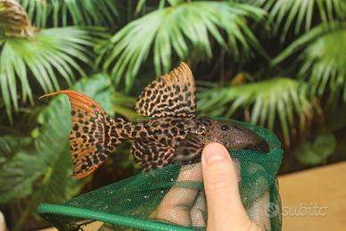 L 273 Pseudacanthicus titanic - discus loricaridi