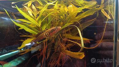 Channa ornatipinnis Channa orientalis