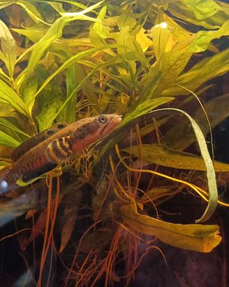 Channa ornatipinnis Channa orientalis