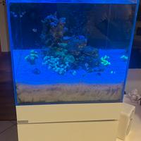 Acquario Marino Completo + tecnica