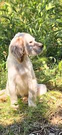 Setter inglese