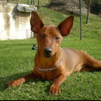 Cucciolo pinscher nano con pedigree