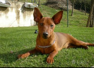 Cucciolo pinscher nano con pedigree