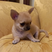 Stupendi cuccioli di chihuahua toy micro