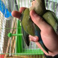 Pappagallo inseparabile