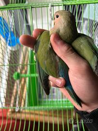 Pappagallo inseparabile