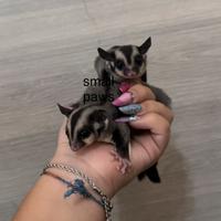 Petauri dello Zucchero