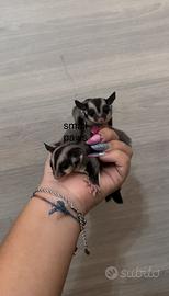 Petauri dello Zucchero