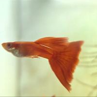 Full red albino - linea da concorso