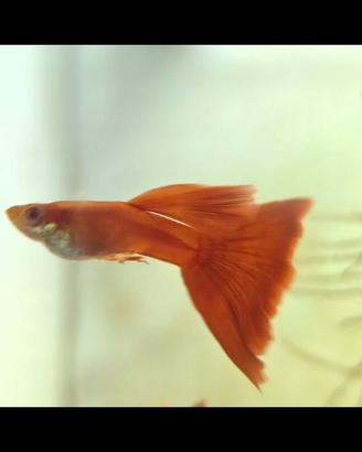 Full red albino - linea da concorso