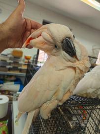 Cacatua Mollucche pet o coppia
